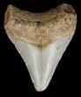 Juvenile Megalodon Tooth - North Carolina #59159-1